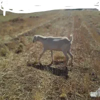 فروش بز درجه یک