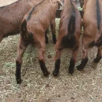 کره نره آلپاین وزن تقریبی هرکدام ۱۵ کیلو.