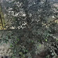 بنجامین بلک