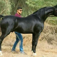 کره نریون خالص عرب ایرانی