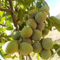 با کیفیت ترین نهال موجود در ایران