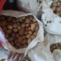 حدود 3تن گردویی وفندقی سیب اکریا خالص