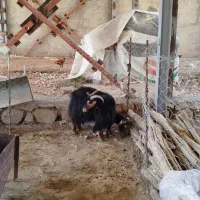 بز جوان دوعدد بی مال داشتی 35