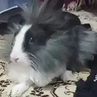 خرگوش