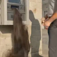 خریدار موی بانوان به قیمت میلیونی|خدمات آرایشگری و زیبایی|سنقر, |دیوار