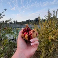 زمین کاشانک