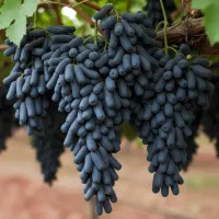 موندراپ با باردهی تضمینی ، سرمایه‌گذاری هوشمند