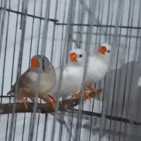 (( فنچ))|پرنده|بسطام, |دیوار