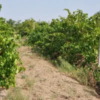 زzمین میخوای مثل tطلا بهت سود بده...|فروش دفتر صنعتی، کشاورزی، تجاری|محمدشهر, محمدشهر|دیوار