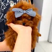 مرکز تخصصی توله های پودل*توی و تاینی*