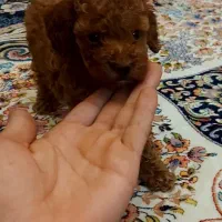 توی پودل اورجینال|سگ|قدس, شهرقدس|دیوار