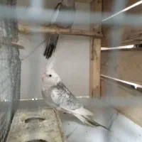 فروش و یا|حیوانات مزرعه|بندرعباس, |دیوار