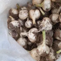 خرید و فروش انواع موسیر