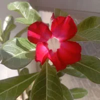 انواع گلهای آدنیوم خاص