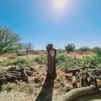 خریداره چوب همه نوع همه جا|خدمات باغبانی و درختکاری|قره چای, |دیوار