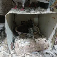 کفتر
