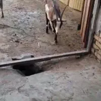 3بز آلپاین5 تا بزغاله