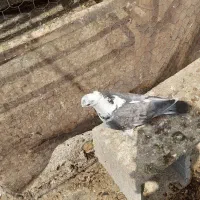 کبوتر ساتن نر|پرنده|زیباشهر, |دیوار