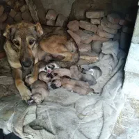 سگ سرابی