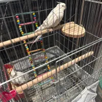 عروس هلندی البینو