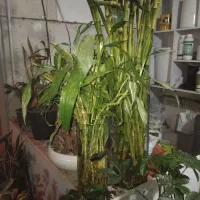 فروش انواع گل بامبو  دیفن پتوس و غیره