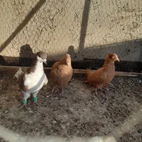 جوجه پرشی