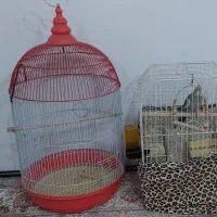 عروس هلندی نر به همراه دو عدد قفس|پرنده|تهران, افسریه جنوبی|دیوار