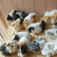 پرورشگاه خرگوش مینی لوپ/خوکچه هندی|موش و خرگوش|نجف‌آباد, کهریزسنگ|دیوار