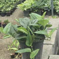 پتوس فرانسوی (مازندران-عباس‌آباد)|گل و گیاه طبیعی|تهران, میدان ولیعصر|دیوار