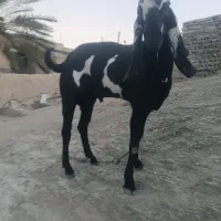 پاچن پنجاپ|حیوانات مزرعه|بم پشت, |دیوار