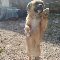 سگ خونگی و نگهبان دهن پاک