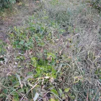 اجاره چراگاه دام (اتراق)