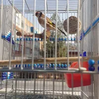 سره مست وقفسی