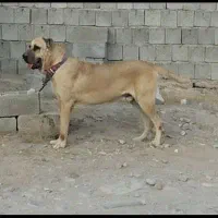 سرابی اصیل سنگین وزن|سگ|تبریز, |دیوار