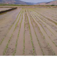 خدمات نشا بادستگاه بادقت بالا کیفیت