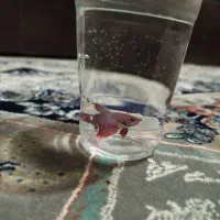 ماهی فایتر نر