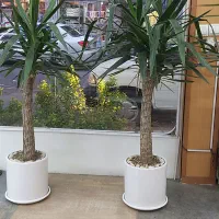 دوعدرخت یوکا