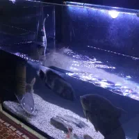 ماهی ردتیل بزرگ و اکواریوم درجه ۱|ماهی|شاهین‌شهر, مسکن مهر|دیوار