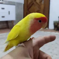 کوتوله|پرنده|مشهد, محمدآباد|دیوار