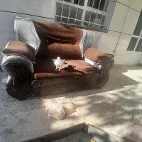 کبوتر رنگی|پرنده|لاران, |دیوار