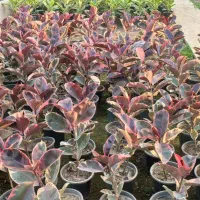 فیکوس سطل ۷