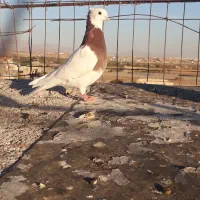 سلام چند عدد کبوتر