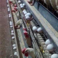 مرغ سفید تخمی تخمگذار جوان پرصاف چاق