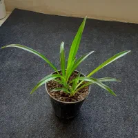 همه۸۵هزار|گل و گیاه طبیعی|کرمانشاه, |دیوار