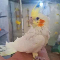 جوجه عروس ۳ ماهه تا ۶ ماهه