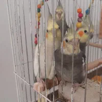 عروس هلندی نر وماده