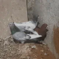 کفتر|پرنده|قوچان, |دیوار