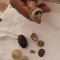 انگشتر  مهره