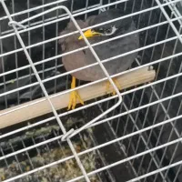 مرغ مینا سخنگو|پرنده|شیراز, سلطان آباد|دیوار