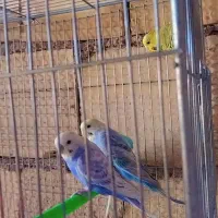 مرغ عشق اسپانگل ورینبو|پرنده|شیراز, حجت آباد|دیوار